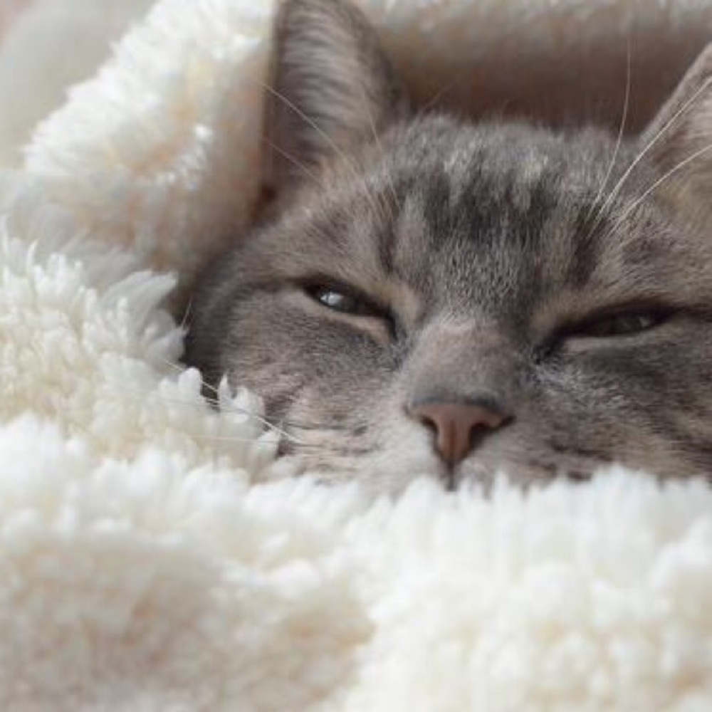 Meet your Posher, Paul